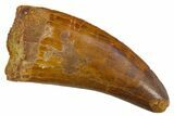 Serrated, Carcharodontosaurus Tooth - Real Dinosaur Tooth #308362-1